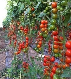 rsz_furto_pomodoro_pachino_siracusatimes