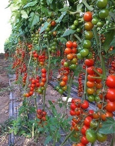 Pachino: tentato furto di pomodori in contrada Bufalefi, provano a rifarsi con estorsione e minacce
