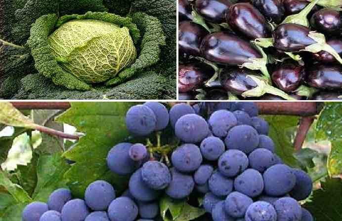 Spazio nutrizione: Autunno, verdure e frutta stagionale