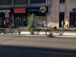 Siracusa: albero divelto in corso Gelone