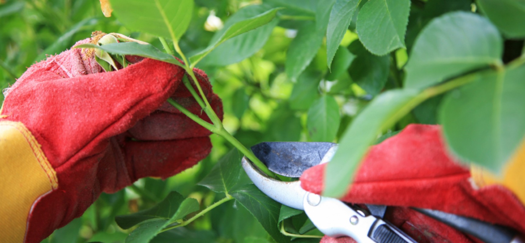 Siracusa: la biblioteca Santa Lucia organizza il corso “giardinaggio e conoscenza botanica”