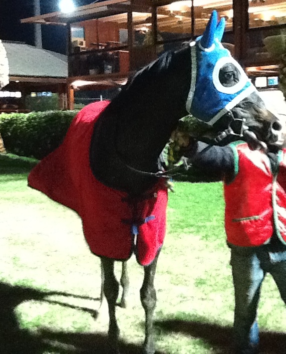 Ippica: fresco di vittoria e annunciato in netto progresso Logy King, conferma ogni attesa