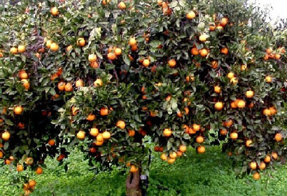 Siracusa: arrestato, in flagranza, mentre rubava 100 kg di arance. Arrestato un 37enne