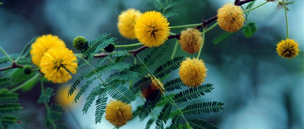 8 MARZO 2010 - FESTA DELLA DONNA