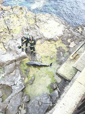 Siracusa: dopo lo squalo al Plemmirio, ritrovato stamani un delfino spiaggiato nel lungomare di Ortigia