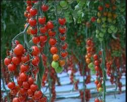 Pachino: rinnovata l’amministrazione del consorzio Pomodoro Igp