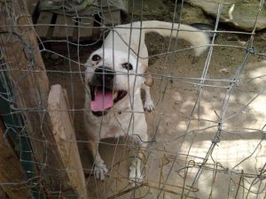 associazione pace siracusa times