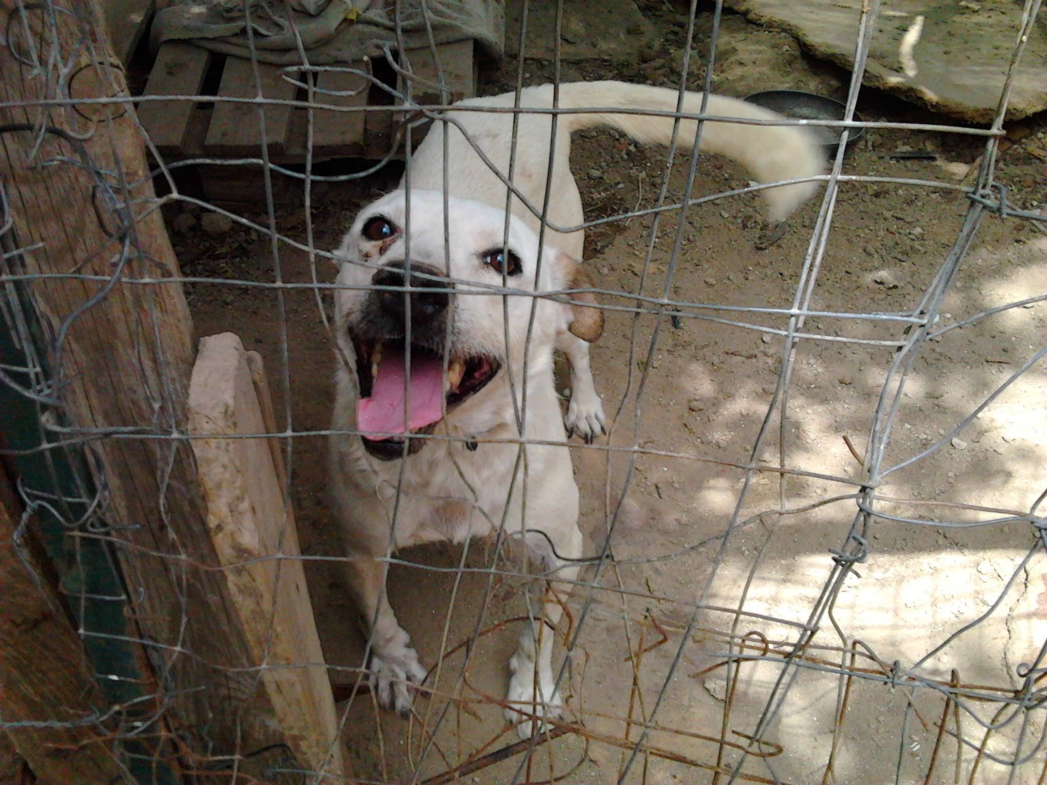 Lentini: l’associazione P.A.C.E. chiede l’intervento del Comune