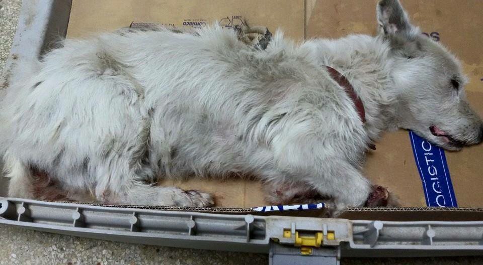 Avola: 69enne deferito in stato di libertà per violenza su animale