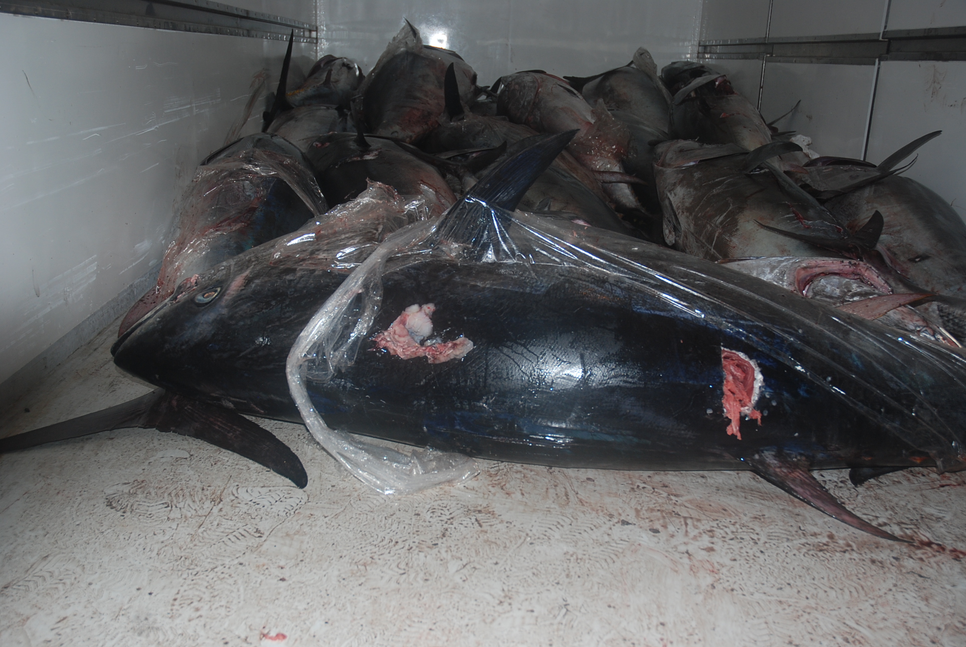 Siracusa: maxi sequestro di tonno rosso. Oltre 5 tonnellate a bordo di un solo motopesca