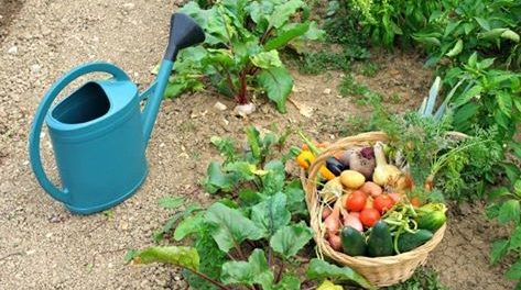 Orto sociale Siracusa Times 