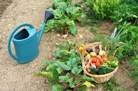 Siracusa: pubblicata graduatoria per l’assegnazione degli Orti sociali