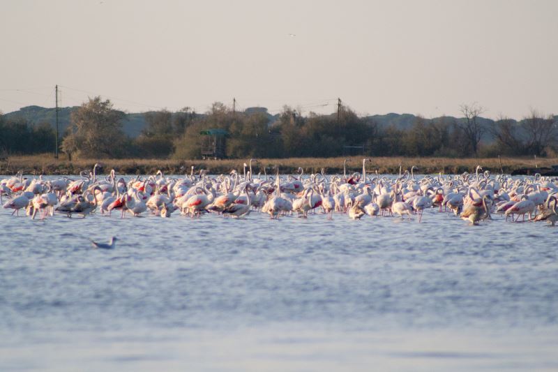 Priolo, riserva naturale Saline: nascono per la prima volta in Sicilia ben 36 esemplari di fenicottero rosa