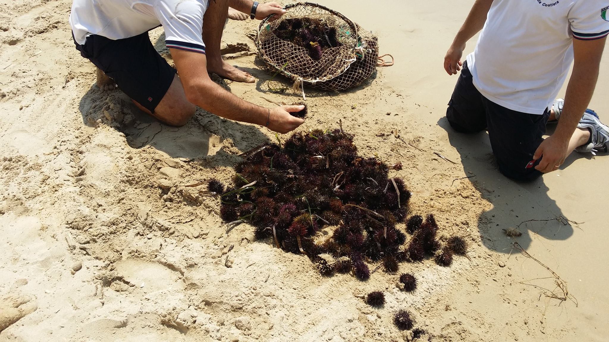 Siracusa, Capitaneria di Porto: sequestrati oltre 1000 ricci in contrada Punta delle Formiche a Pachino