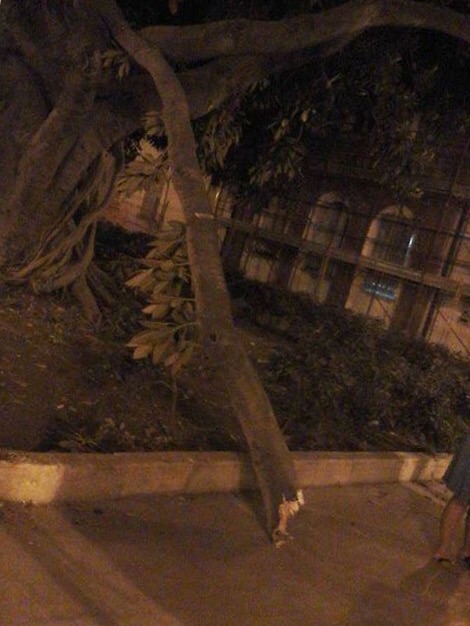 Siracusa: cede un ramo di un albero secolare a Largo Aretusa