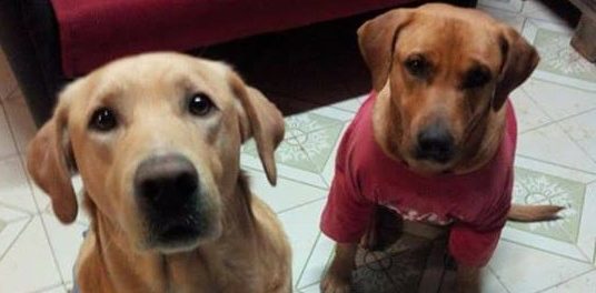 12087402_10207655604978760_297727857_n