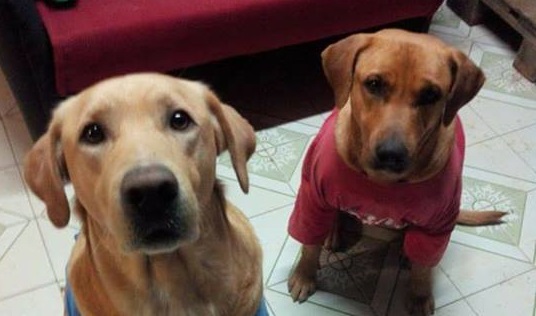 Priolo: smarriti Bob e Maya, la padrona li cerca senza sosta