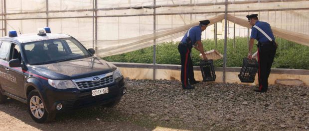 Cassibile furto azienda agricola siracusa times