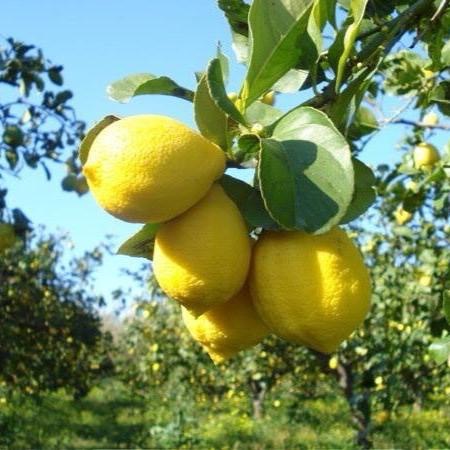 Il Distretto Agrumi di Sicilia al Blue Sea Land 2015 di Mazara con frutta fresca, granite e succhi Dop, Igp e bio