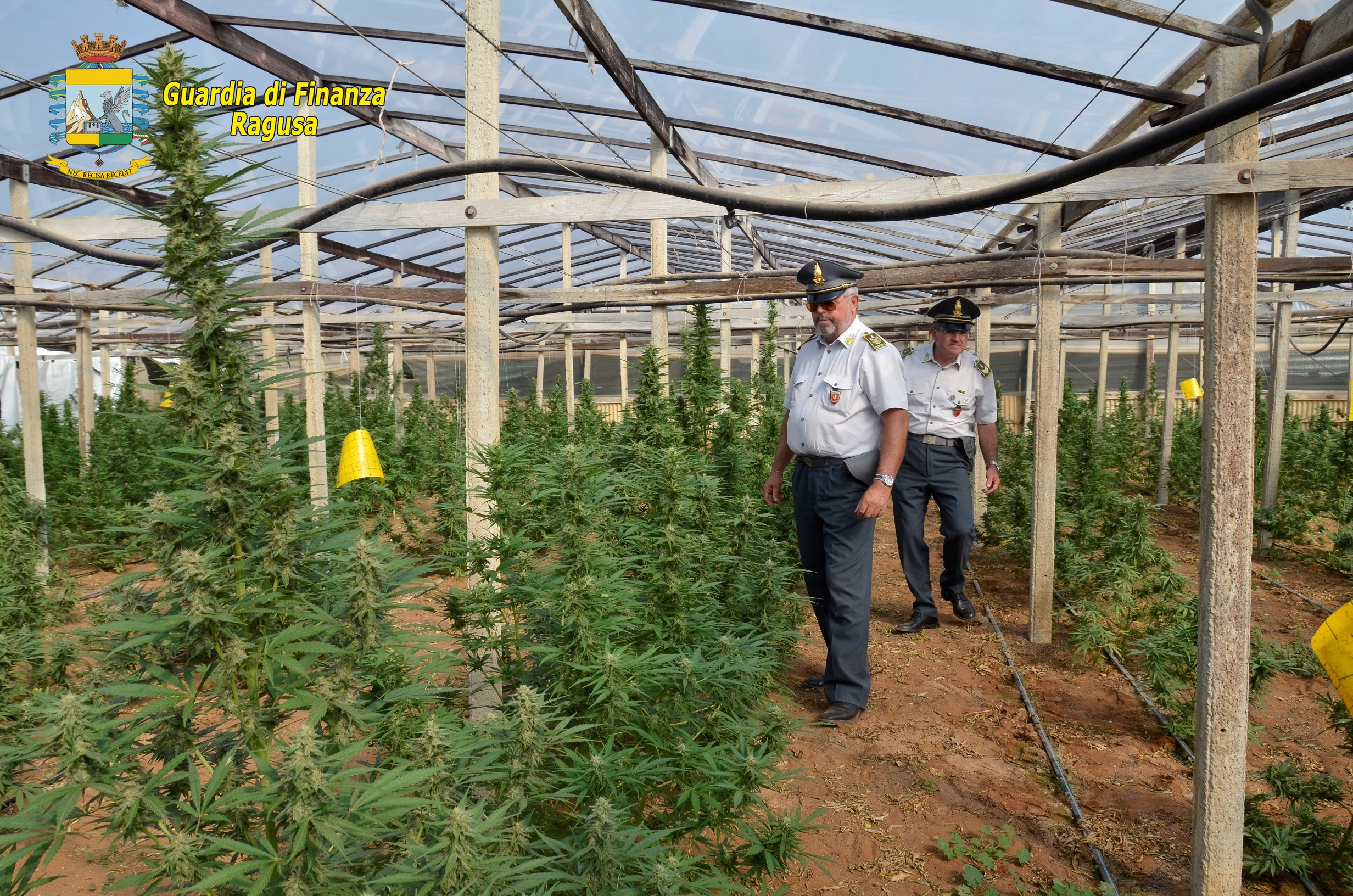 Ragusa, Guardia di Finanza: maxi sequestro di marijuana ed armi nel vittoriese