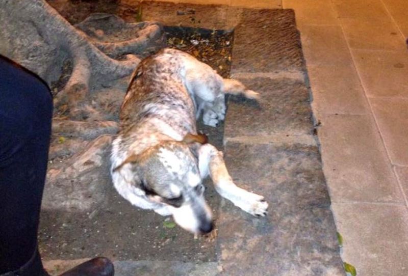 Agrigento, cane con le zampe spezzate: incidente o atto di violenza?