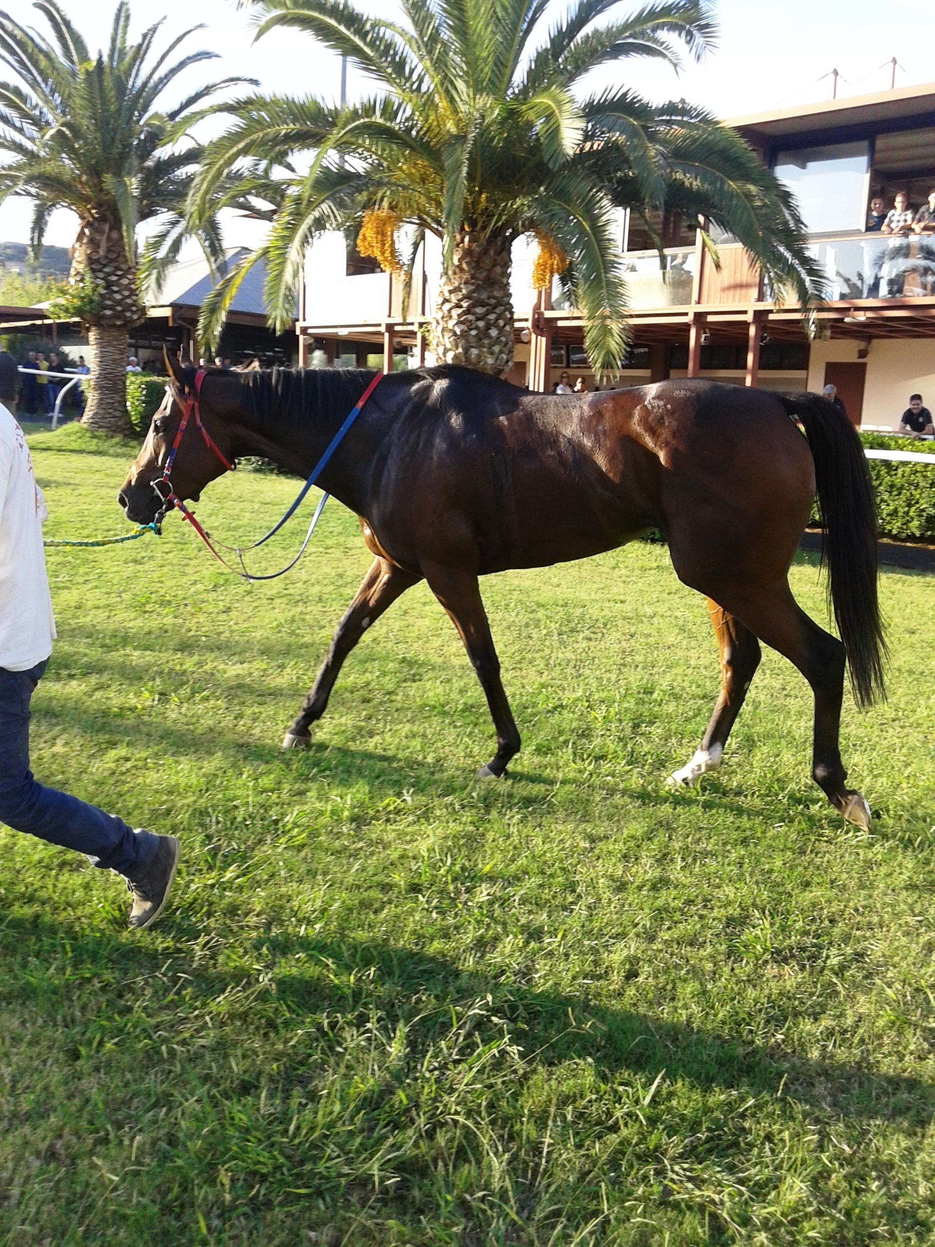 Siracusa, ippica: nuovo trionfo per Rayos De Sol