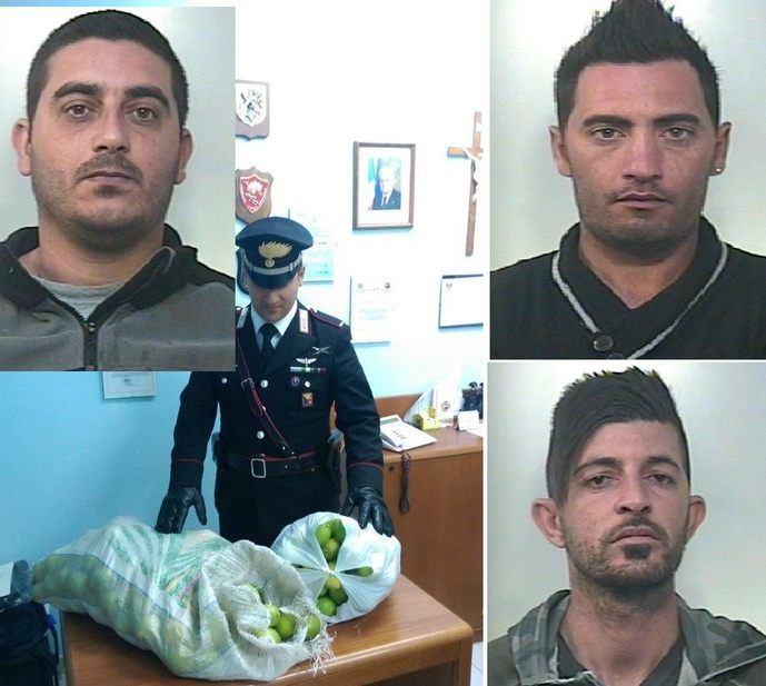 Noto, ladri di limoni in Contrada Zupparda, arrestati dai Carabinieri