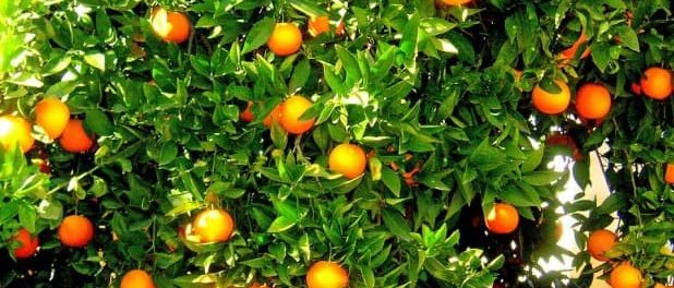 albero di arancio siracusa times-min
