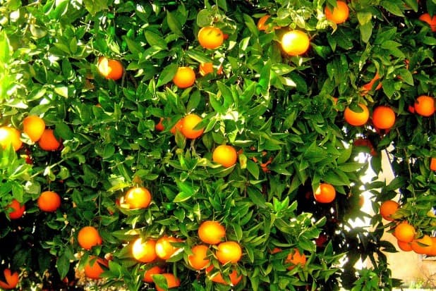 Noto, colto in flagrante mentre rubava 400 chili di arance: arrestato dalla Polizia