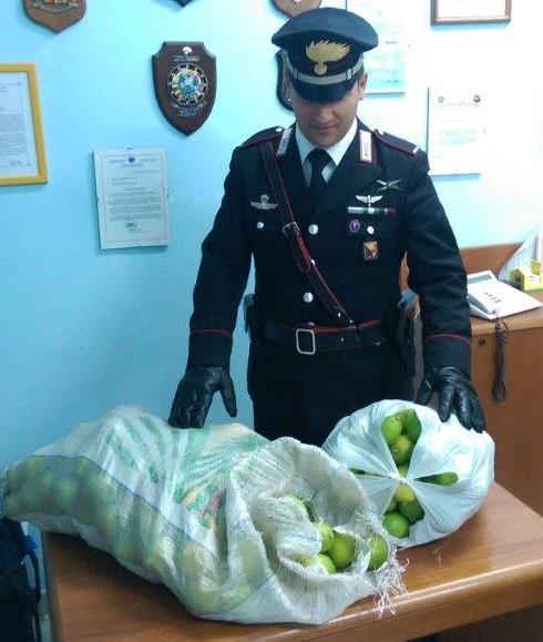 Siracusa, Belvedere: rubano 500 kg di limoni. I Carabinieri arrestano due pregiudicati