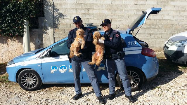 Siracusa: la Polizia salva otto cuccioli appartenenti alla donna ritrovata deceduta in via Padova