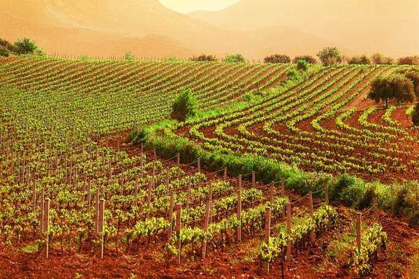 Emergenza agricola. Amoddio: “un tavolo tecnico al Ministero per sostenere il settore in crisi”