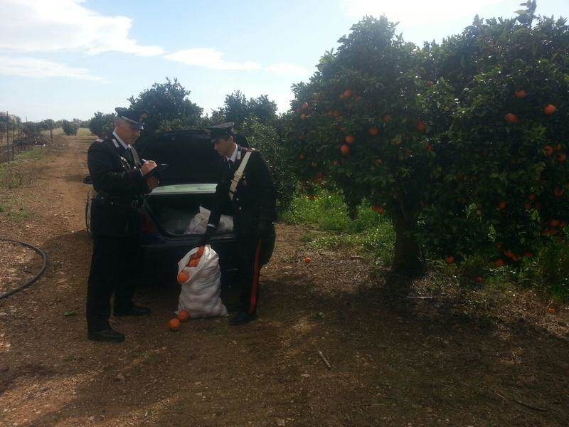 Floridia. Rubano 700 chili di arance da un’azienda agricola. 3 siracusani arrestati dai Carabinieri