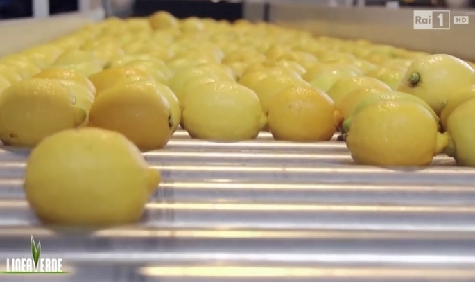 Linea verde di Rai1 parla degli agrumi di Sicilia, c’è anche Siracusa con il Limone IGP