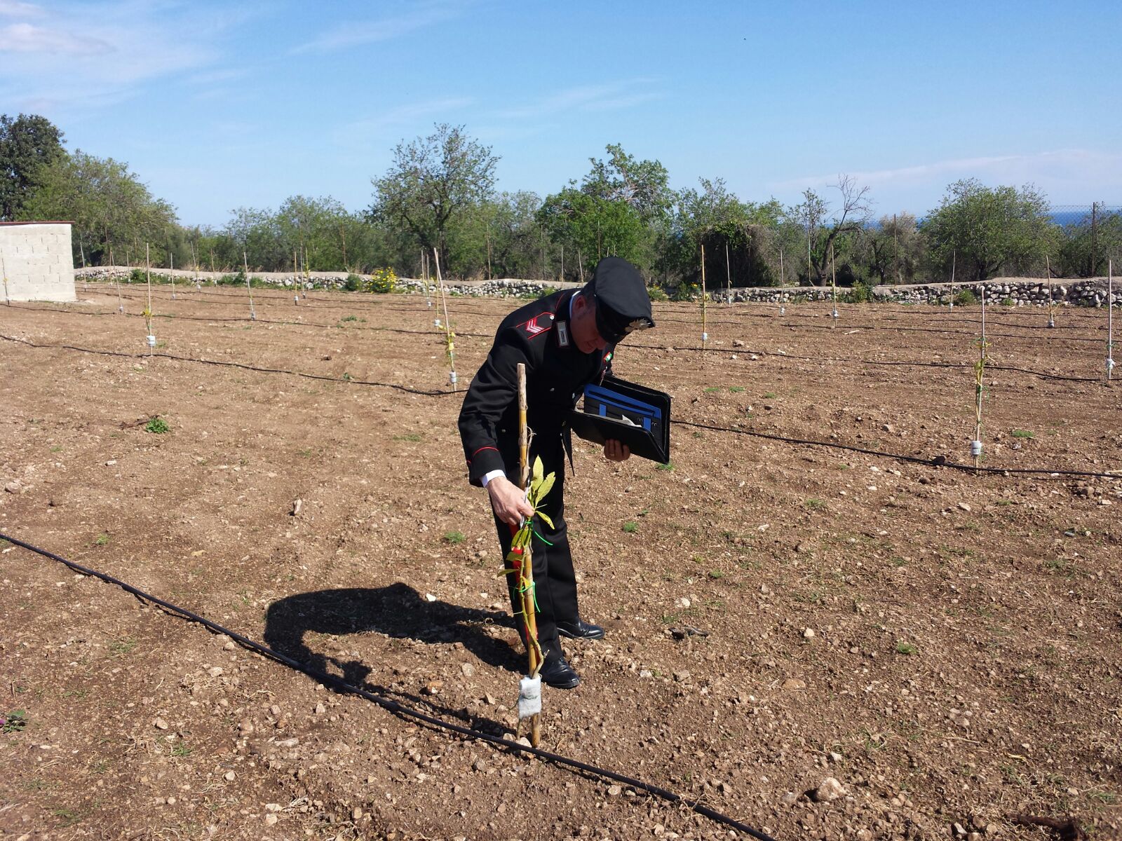 Cassibile, ruba 500 piante di agrumi pregiati: denunciato in stato di libertà un 46enne
