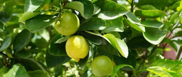 agrumi limoni siracusa times
