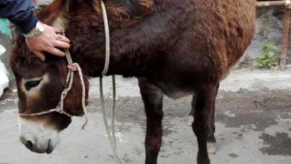 Fattoria clandestina nel centro di Catania, gli animali affidati in alcune masserie della zona