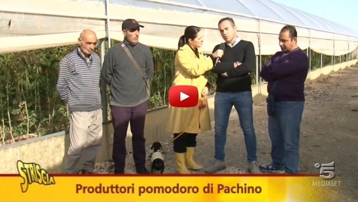 La crisi del pomodoro Igp di Pachino raccontata in un servizio di “Striscia la Notizia”