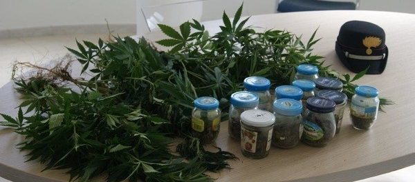 marijuana -siracusatimes