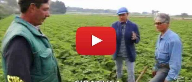 striscia la notizia paptata novella - siracusatimes