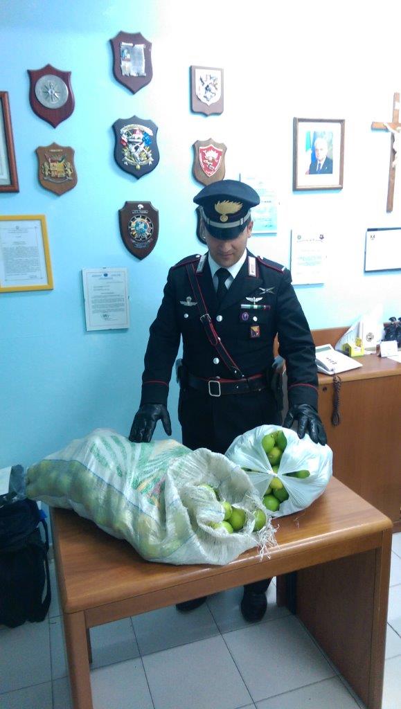 Noto. I Carabinieri arrestano una persona per furto di limoni