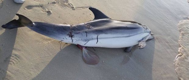 delfino_morto_-_fontane_bianche_-_siracusatimes