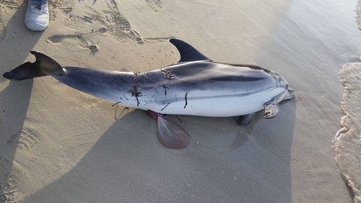 Siracusa, delfino morto sulla spiaggia di Fontane Bianche: si indaga sulle cause del decesso
