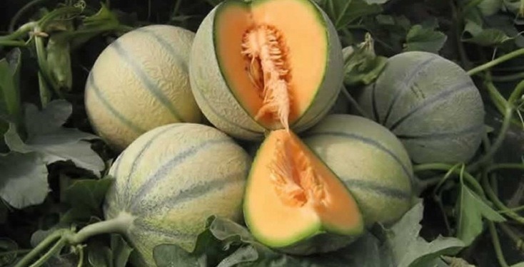 Pachino a rischio agromafie, Coldiretti Siracusa chiede interventi decisi