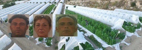 Avola, operazione antidroga: la Polizia sequestra 20 mila piante di marijuana, 3 arresti