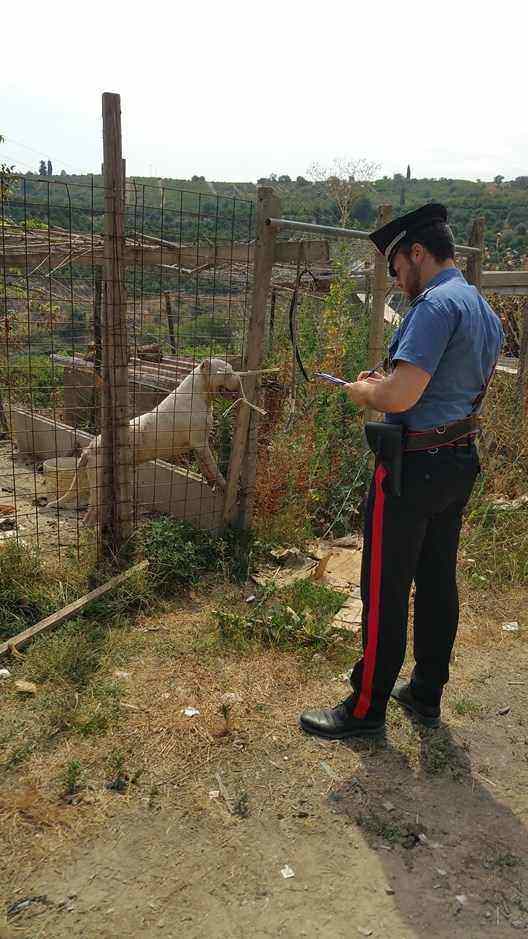 Francofonte, cani rinchiusi in gabbia e senza cibo: segnalato un 63enne pregiudicato