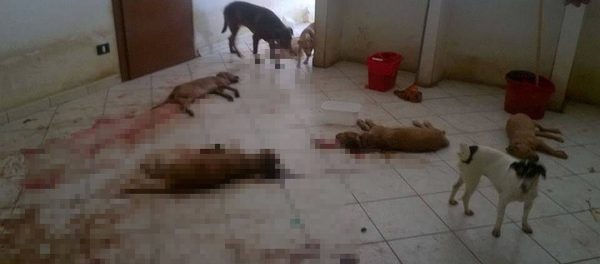 cani_francofonte_-_siracusatimes