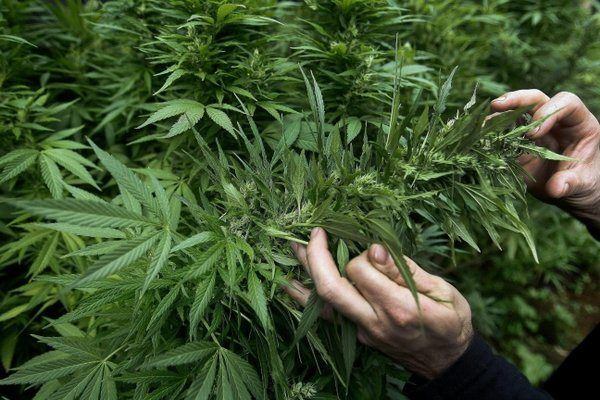 Avola, operazione antidroga: la Polizia sequestra 20 mila piante di marijuana, 3 arresti