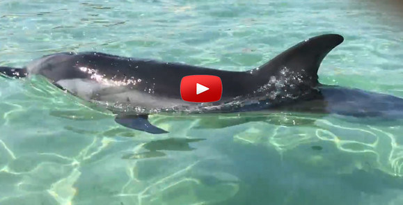 Avola, un delfino gioca coi bagnanti del borgo marinaro: deceduto poco dopo il salvataggio