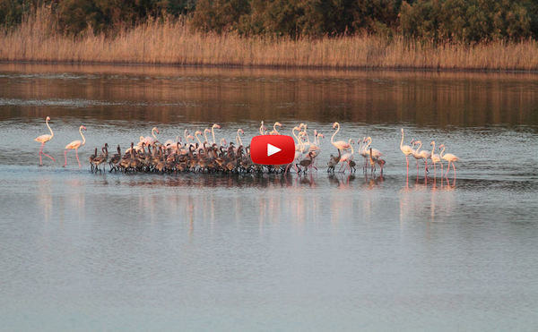 Saline di Priolo, nati 130 fenicotteri nel 2016: il sindaco Rizza firma di un’ordinanza per salvarli